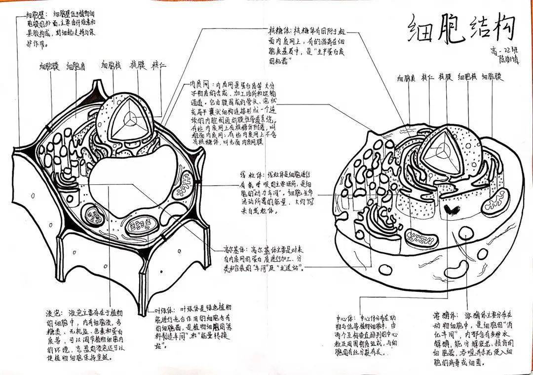 高一年级细胞结构的物理模型制作,绘图大赛