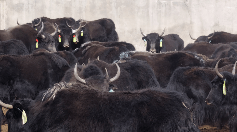 听,青藏高原的冬天_牦牛