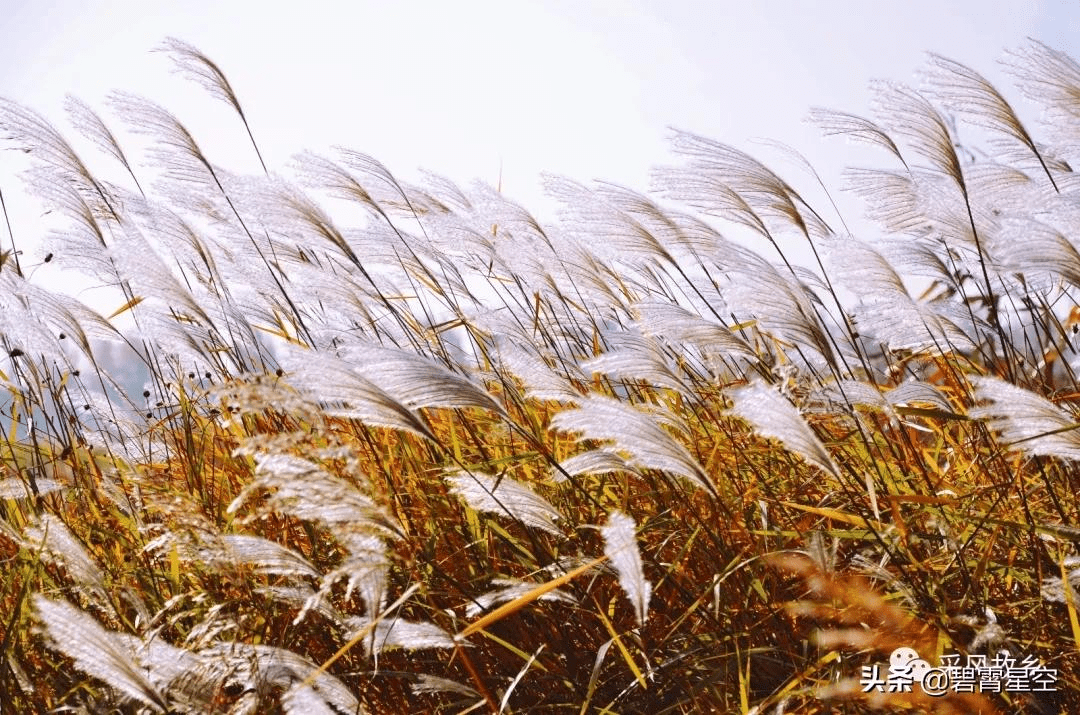 又是芦花飘飏时
