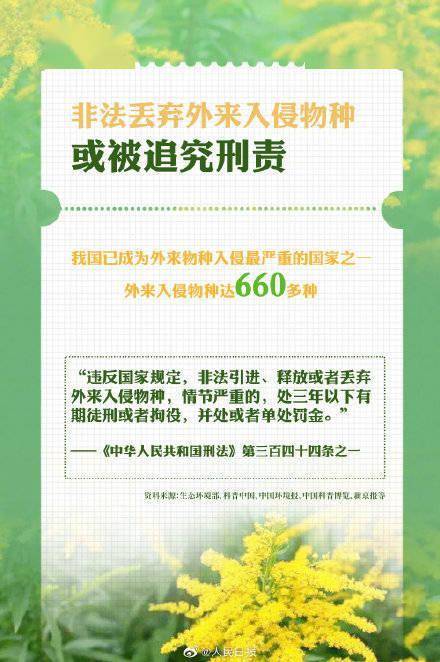 超10省份发现加拿大一枝黄花，它们有何危害？