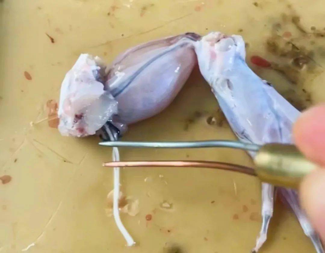 and technologyscience活动一: 蛙的坐骨神经-腓肠肌标本实验操作比赛