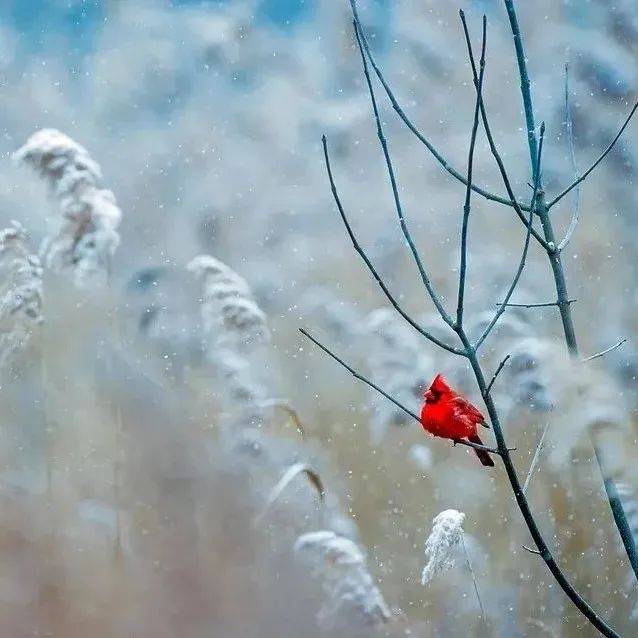 今日小雪:天渐寒,雪渐盛,愿君安康!_节气