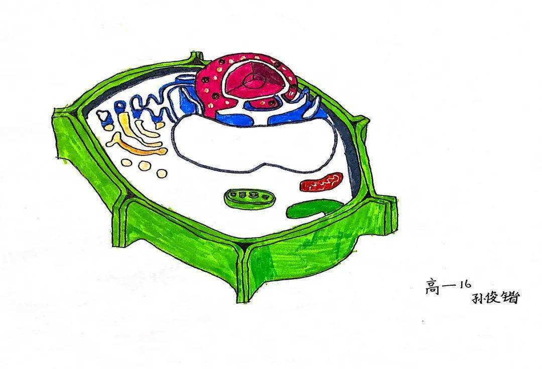 第18届体艺节之高一年级细胞结构的物理模型制作绘图大赛