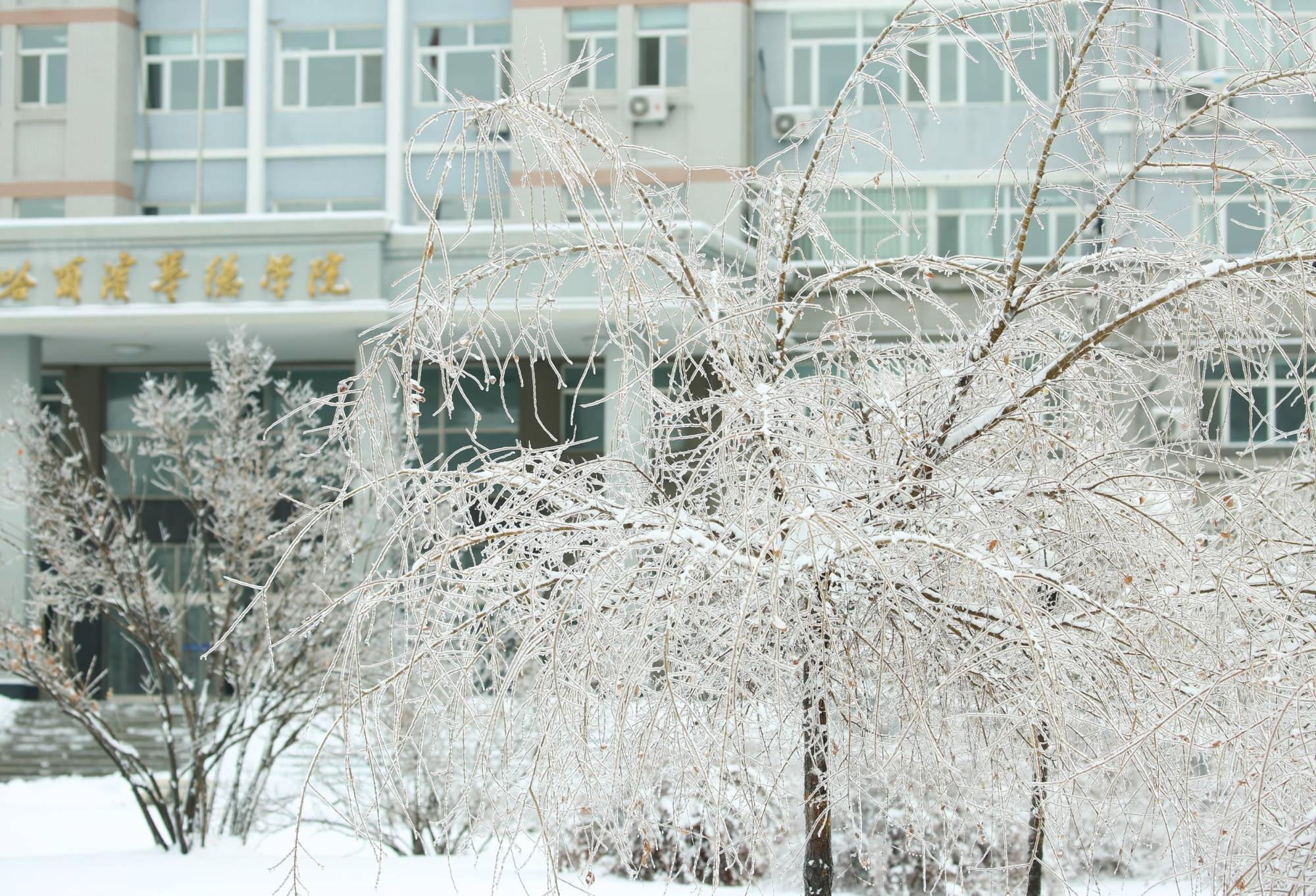 华德|【雪落象牙塔】哈尔滨华德学院：银装素裹 诗意满园