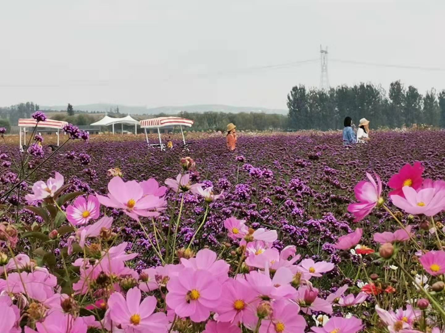 臨沂有個最好玩的花海臨沂花海