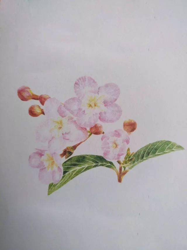 丁香花彩铅画图片