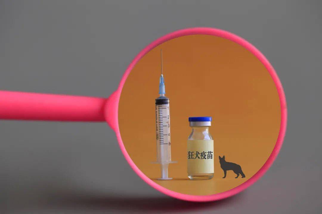 仓鼠 狂犬疫苗图片