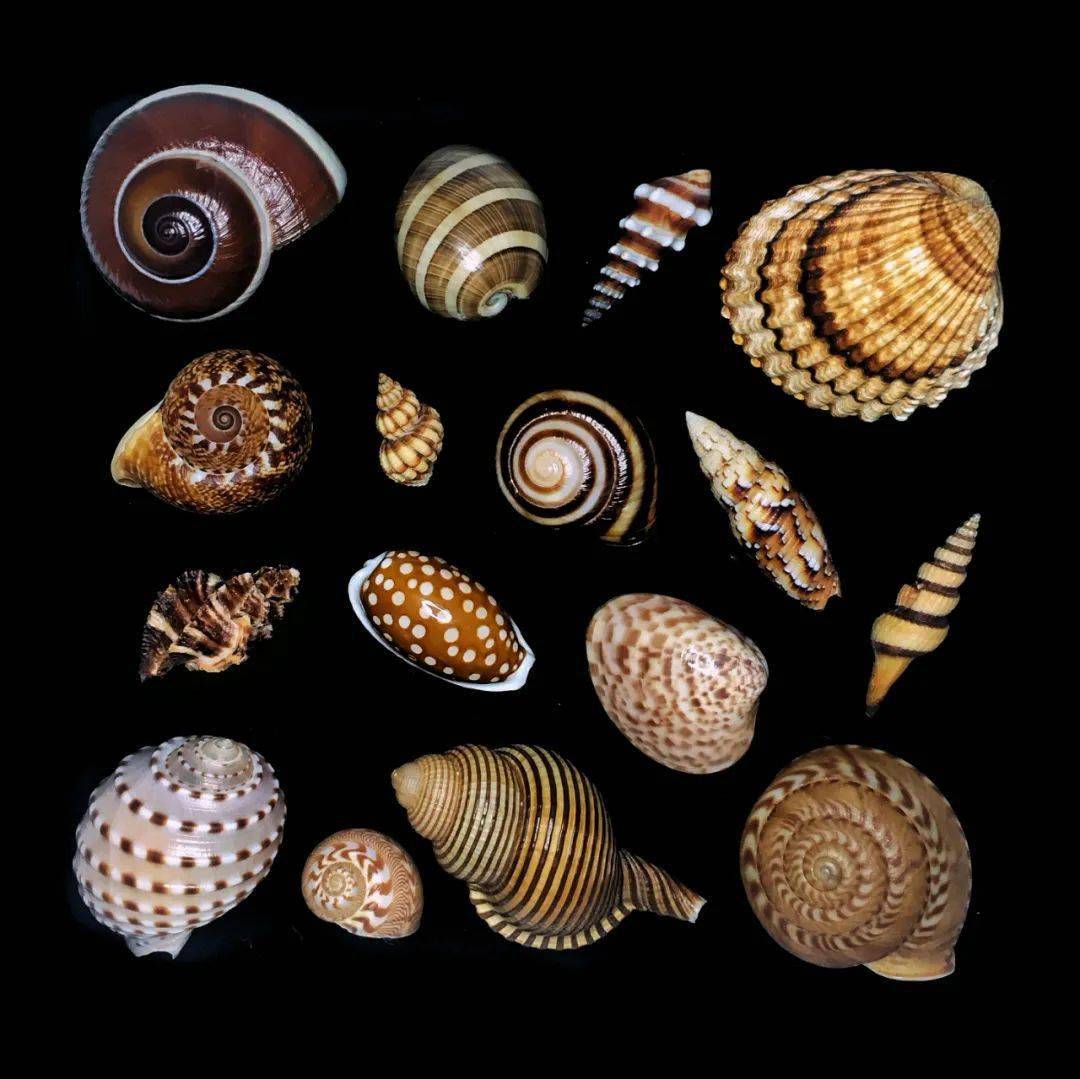 85后小伙痴迷贝壳,拍的贝壳90%你没见过,曝光后令无数人疯狂:世界美学