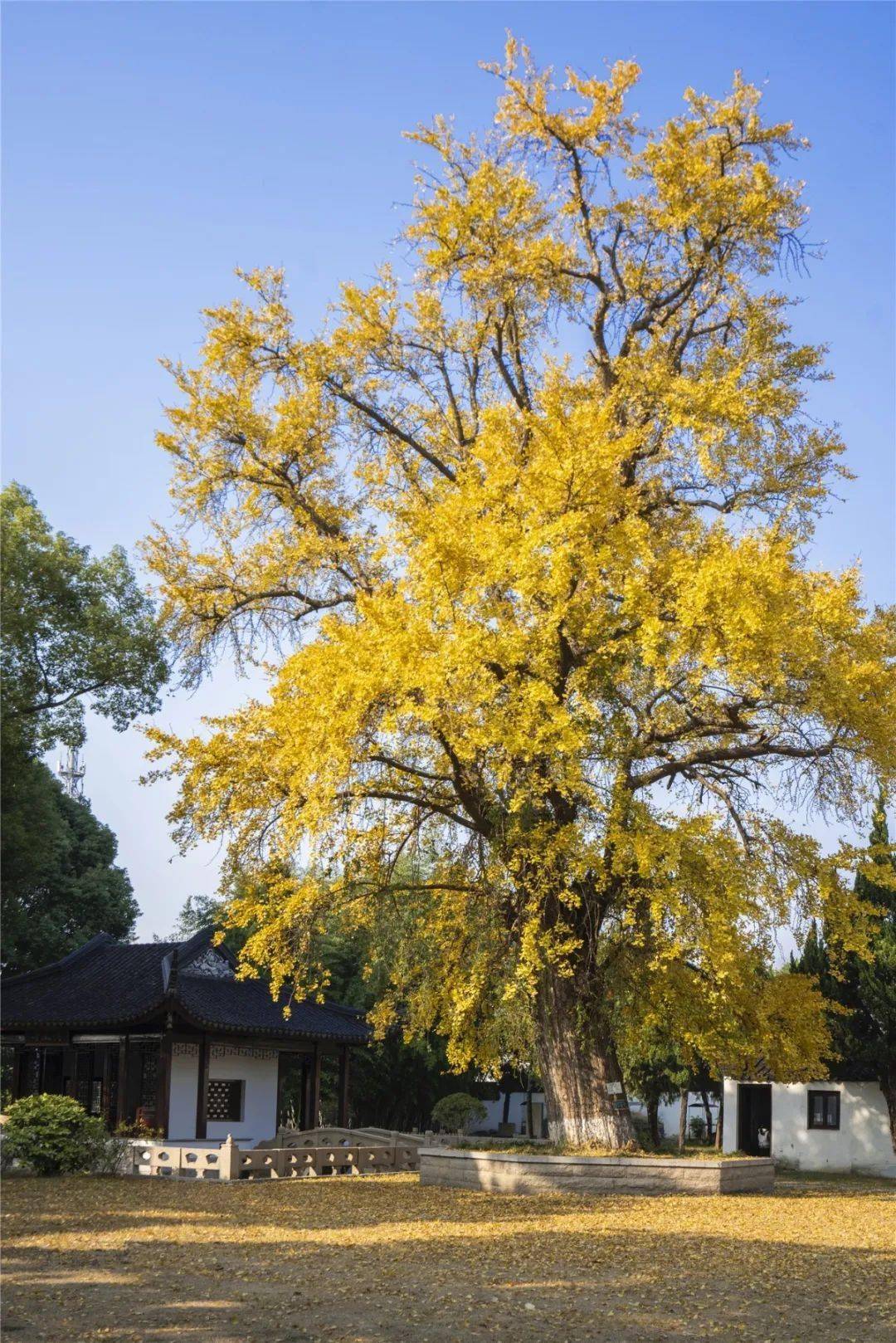 吴中最美银杏观赏地,第一个就心动!