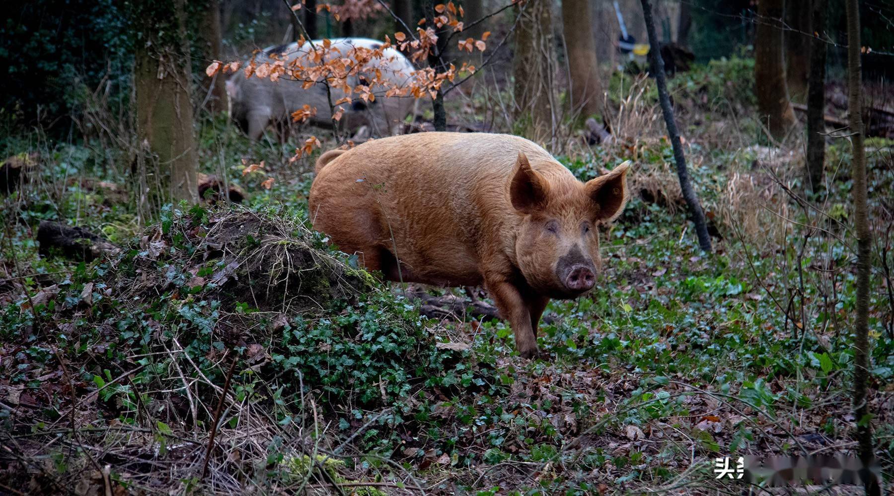 豬是雜食動物什麼都吃吃人嗎