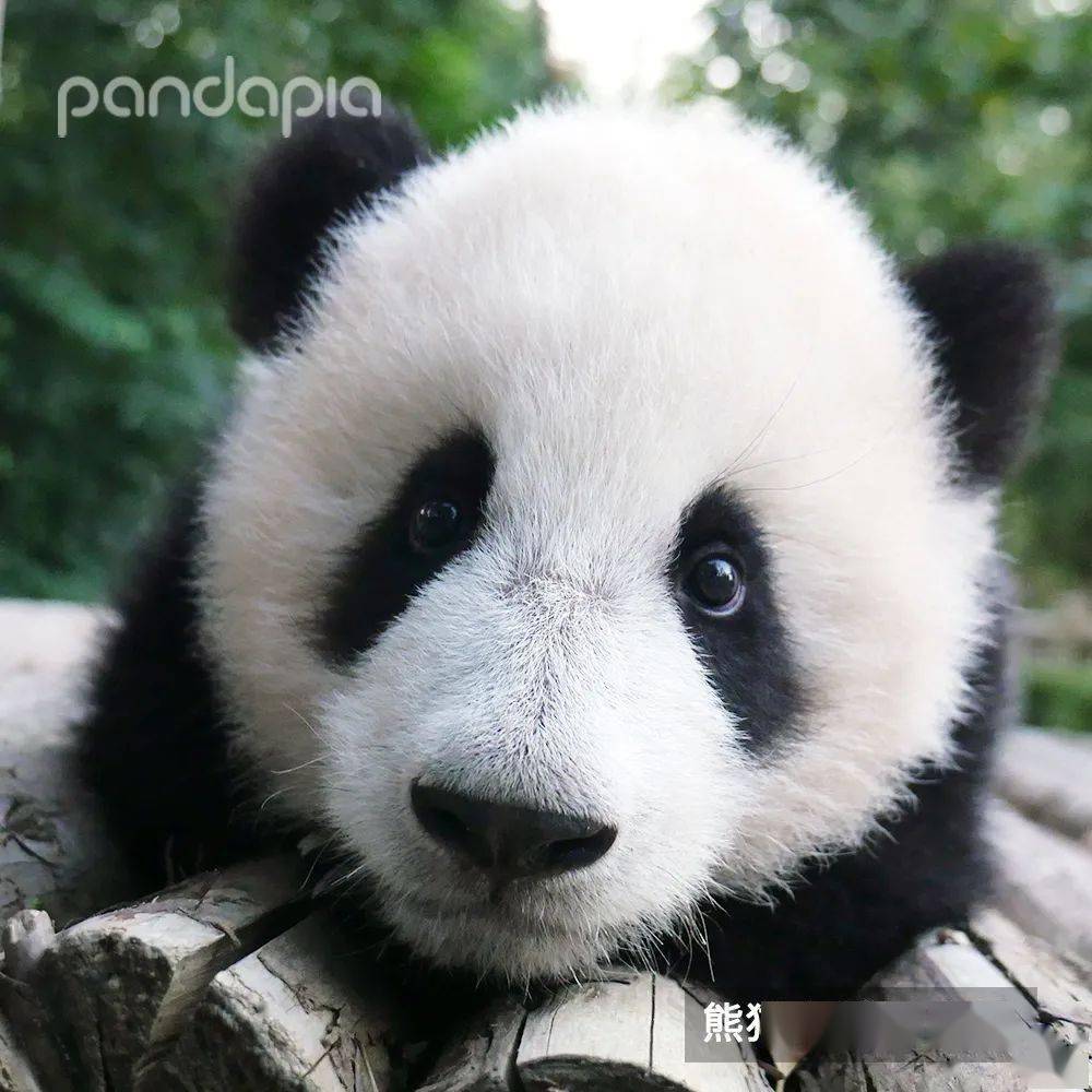 本来就可爱无惧怼脸直拍