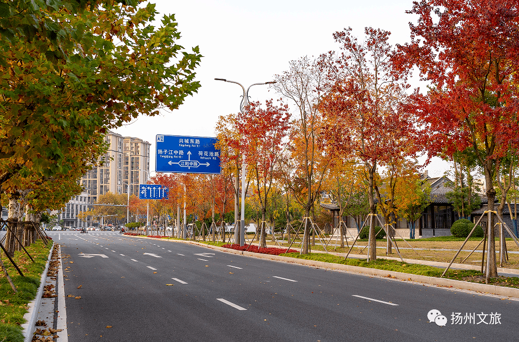 摄影师私藏出片宝地!扬州这条"五彩大道",进入全年绝美时!