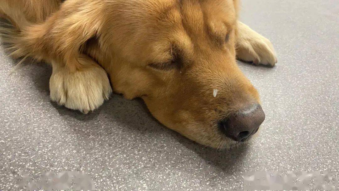 骁龙8 Gen 1芯片官宣，网易云拟于12月2日上市，华为称在美销售手机全部0折，双汇申请原生宇宙商标，这就是今天的其他大新闻！