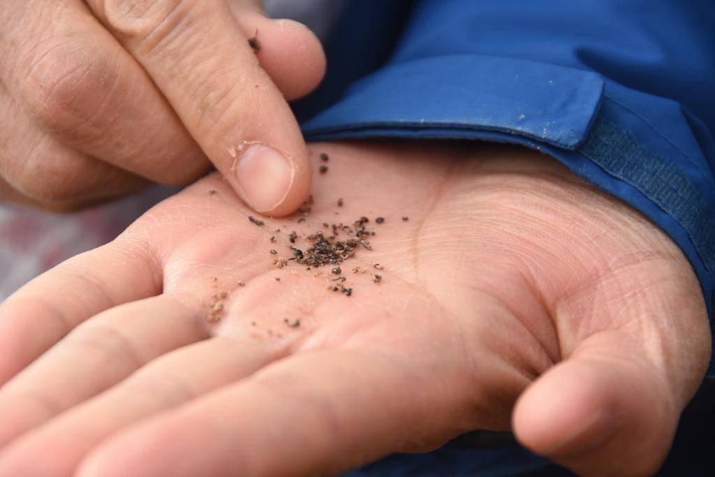 妙用“吃盐植物”——科研人员利用盐生植物改良盐碱地