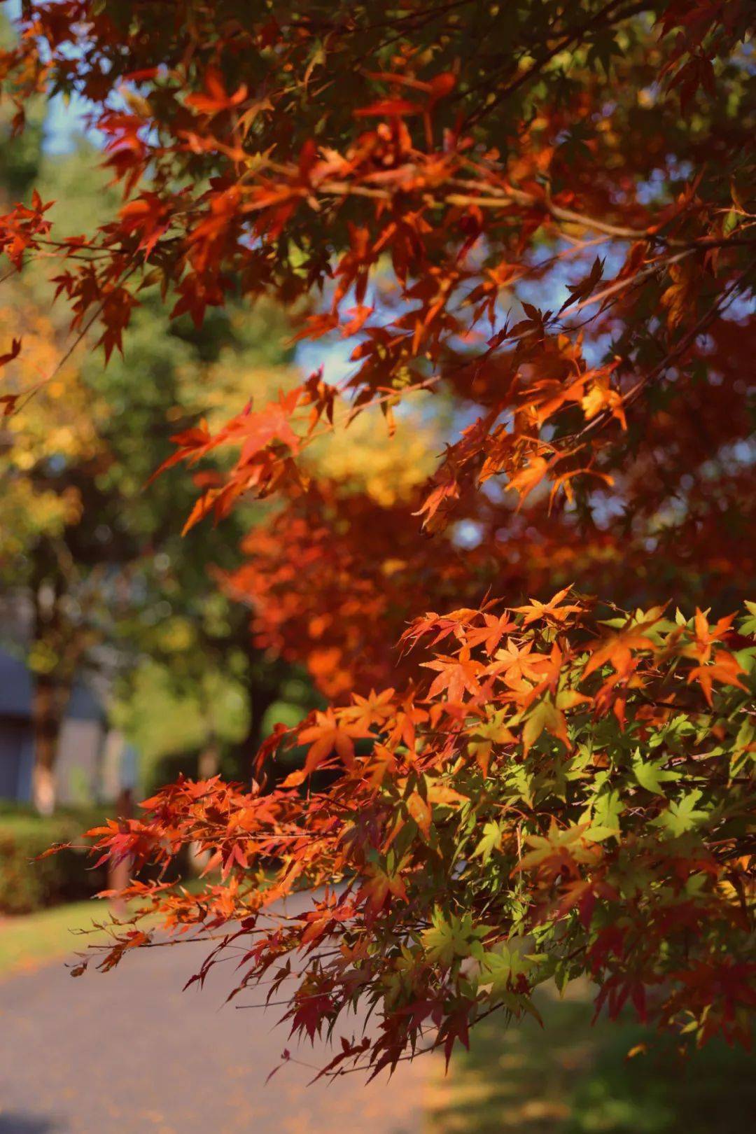 寶山這座公園秋冬美景不容錯過!邂逅一場紅楓之旅