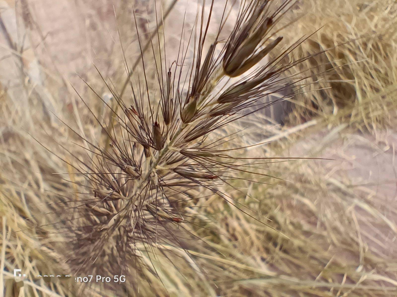 OPPO Reno7 Pro 评测：独占索尼 IMX709，还将「流星」做到了手机上