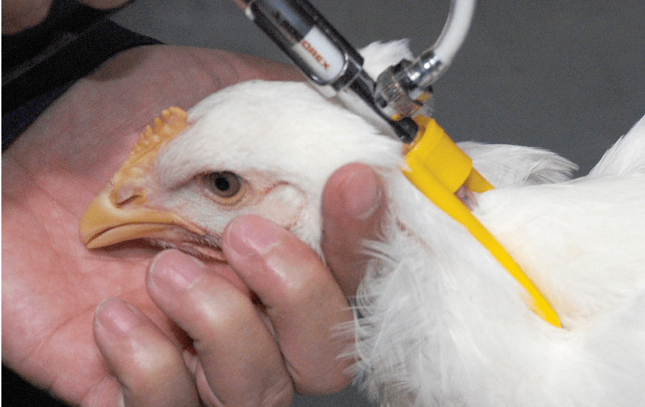 专业家禽油苗免疫的正确姿势