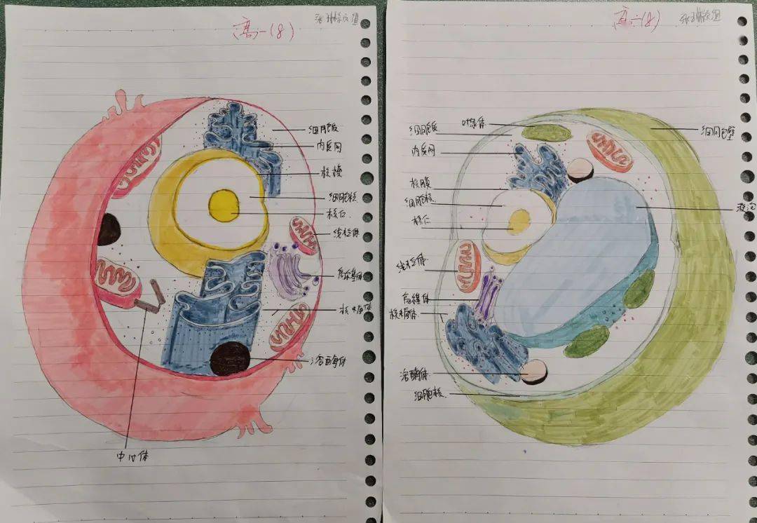 真核细胞3d模型图图片