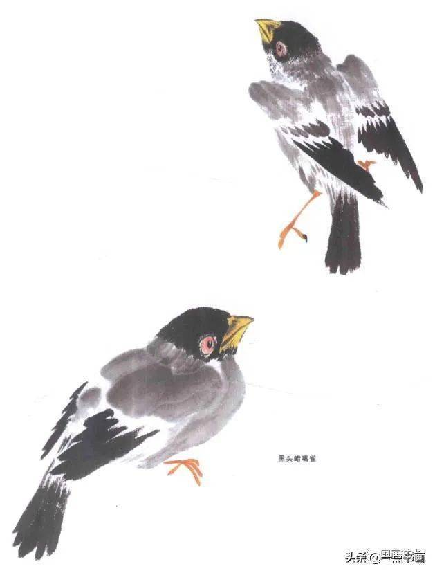 怎样挑选金翅雀 962e90087f314c3193dcc23b93ceed7c.jpeg