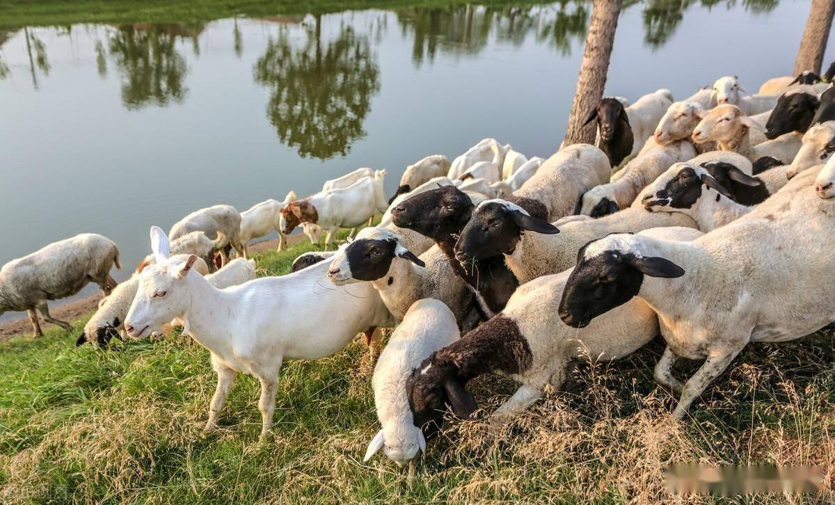 到了40元/斤,养羊户都非常开心,都争着早一点把家里所要卖的大羊卖掉