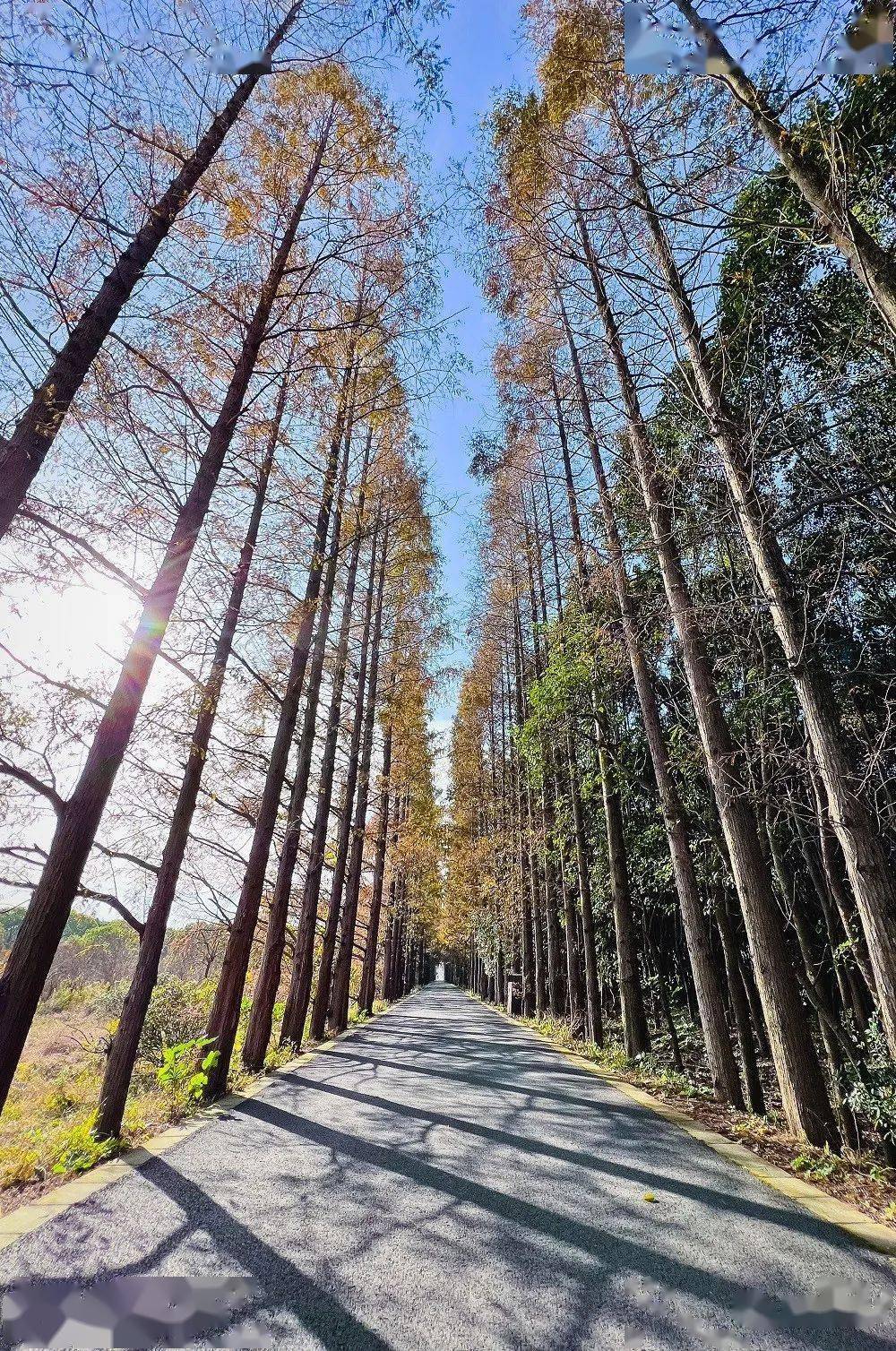 郊野|松江这两座公园“红”了，随手一拍就是大片，快来打卡！