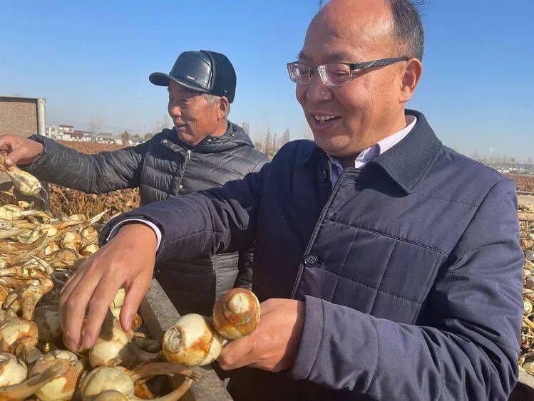 仲尼马棚大茨菇丰收啦