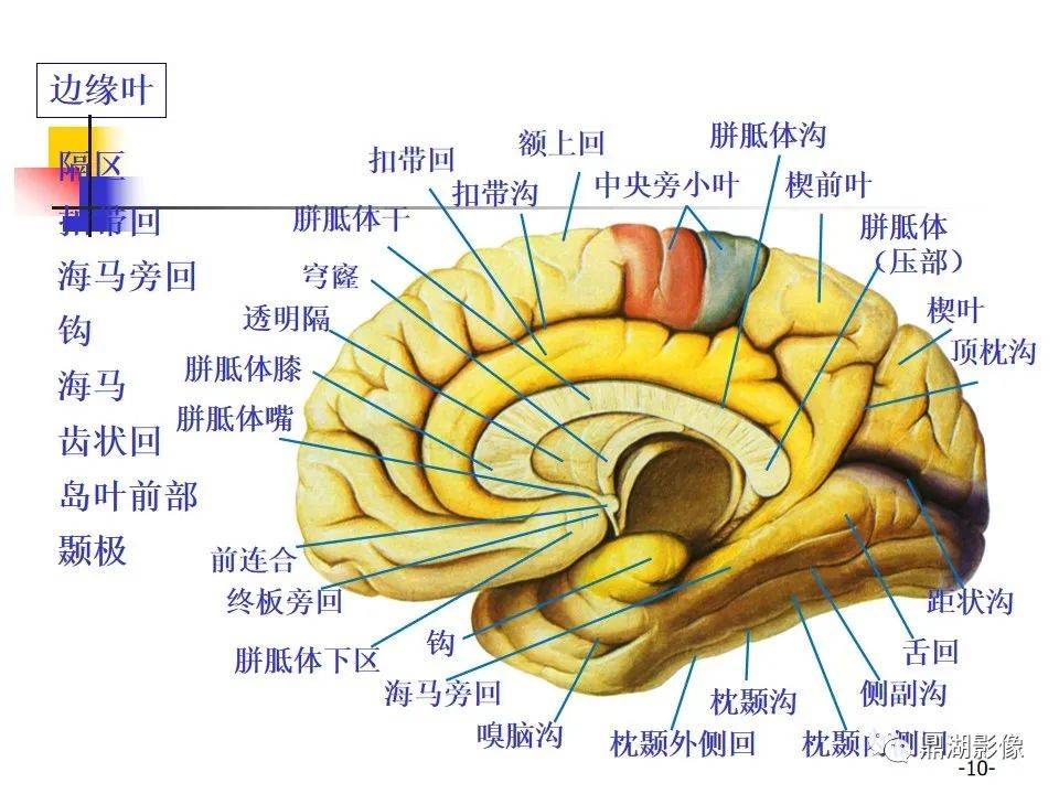 高清大脑解剖图谱