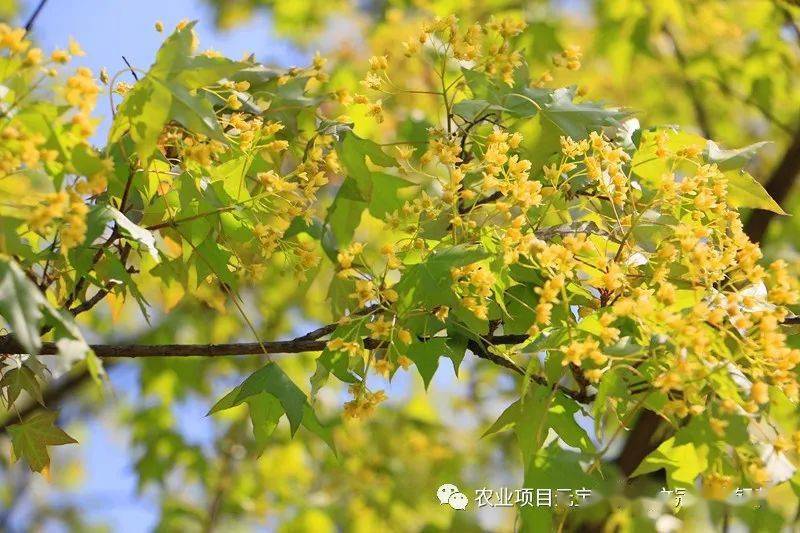 植物界的"超级黄金"——元宝枫油