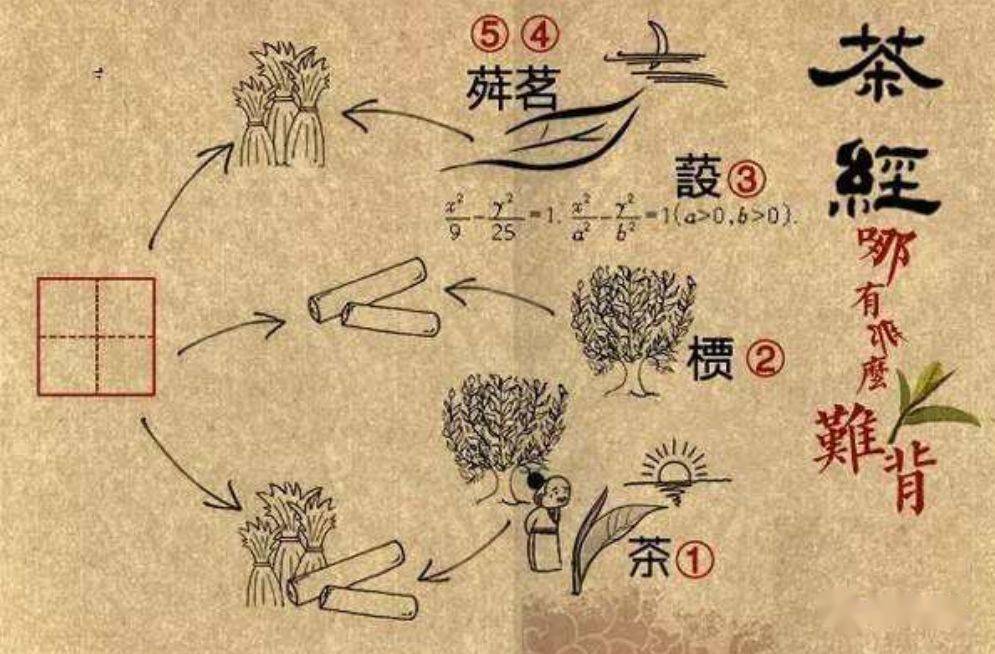 茶有药用,可从中医了解