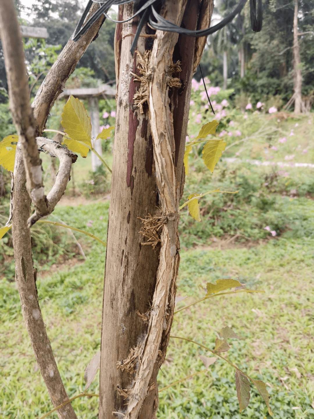 但愿人长久千年共凌霄丨花颜鸟语