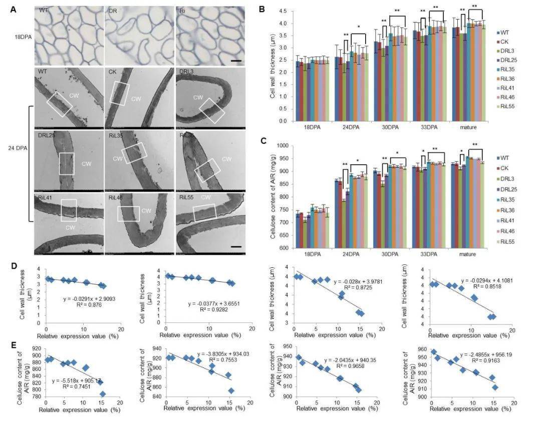 controls fiber elongation and secondary cell wall synthesis by
