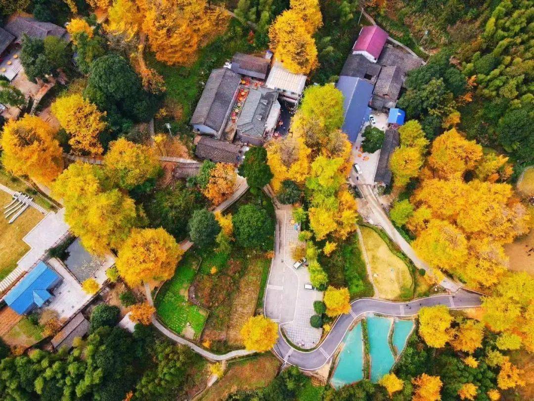 永州银杏地图上线金色村庄宛若童话世界