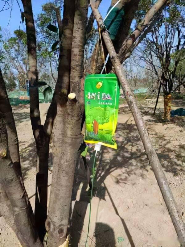 为什么春植苗木容易出现假活现象