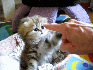 f06d590ba65741358a70798244c32461.gif