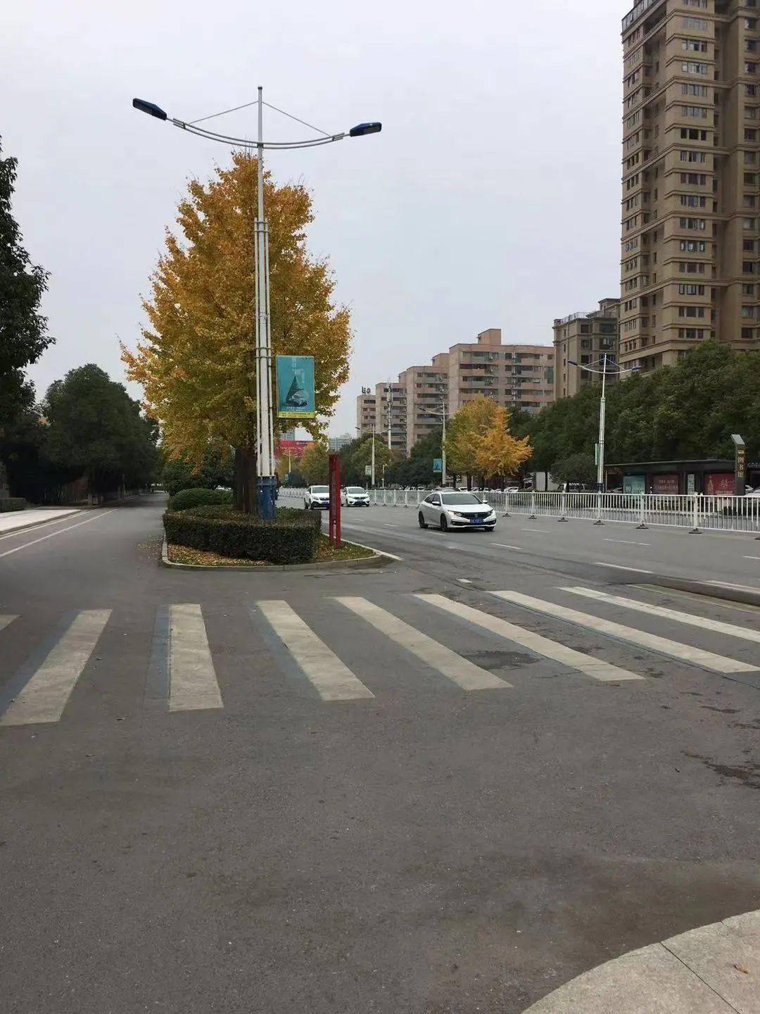 速扩:天门路边街道边这东西到处都是,别碰!有毒!无特效解毒剂!