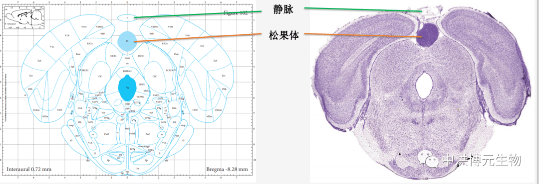 松果体切除模型_动物_实验_研究