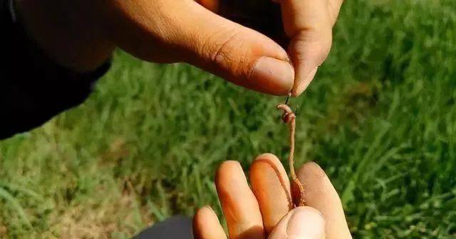 虫饵那么多,为什么蚯蚓偏偏成了钓鱼人的万能饵?