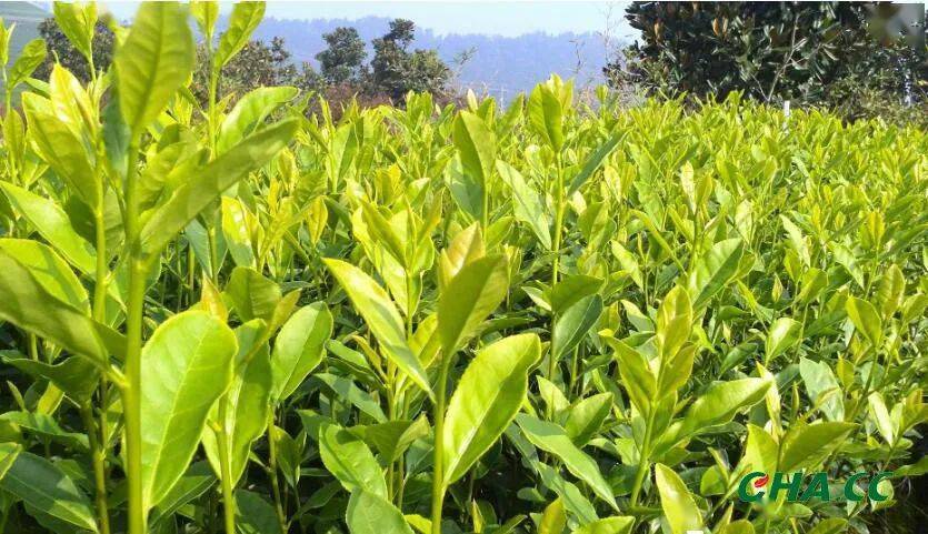 旺苍县狠抓茶园管护确保黄茶丰收