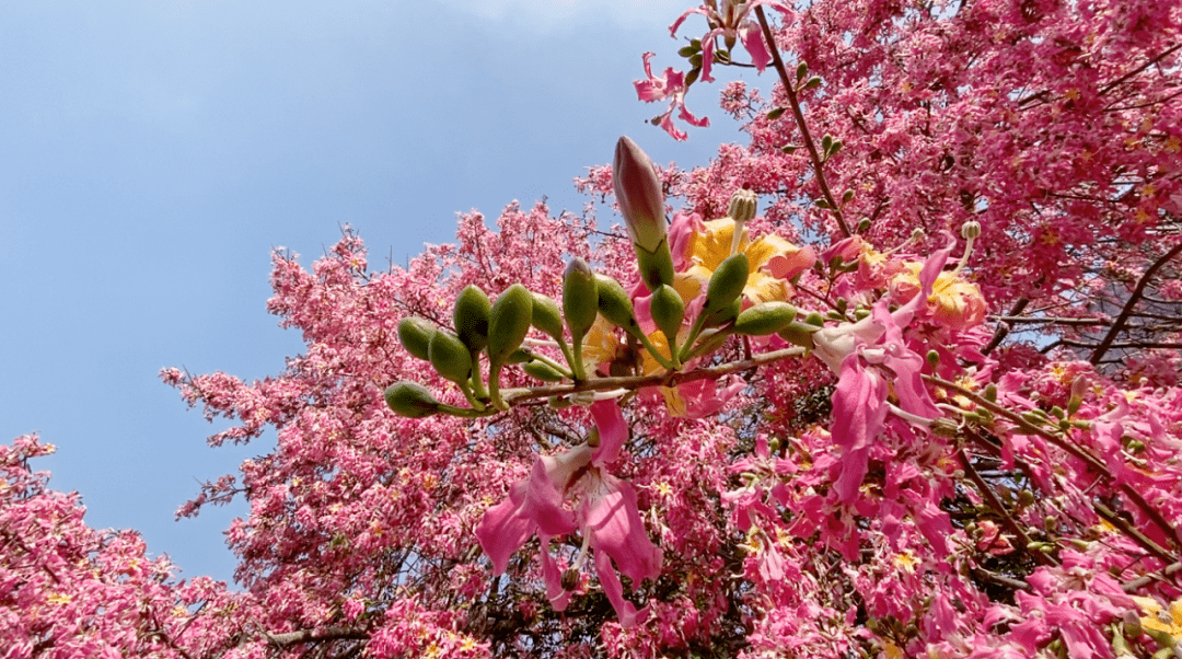 罗定这里变"粉"了!原来是异木棉惊艳盛放