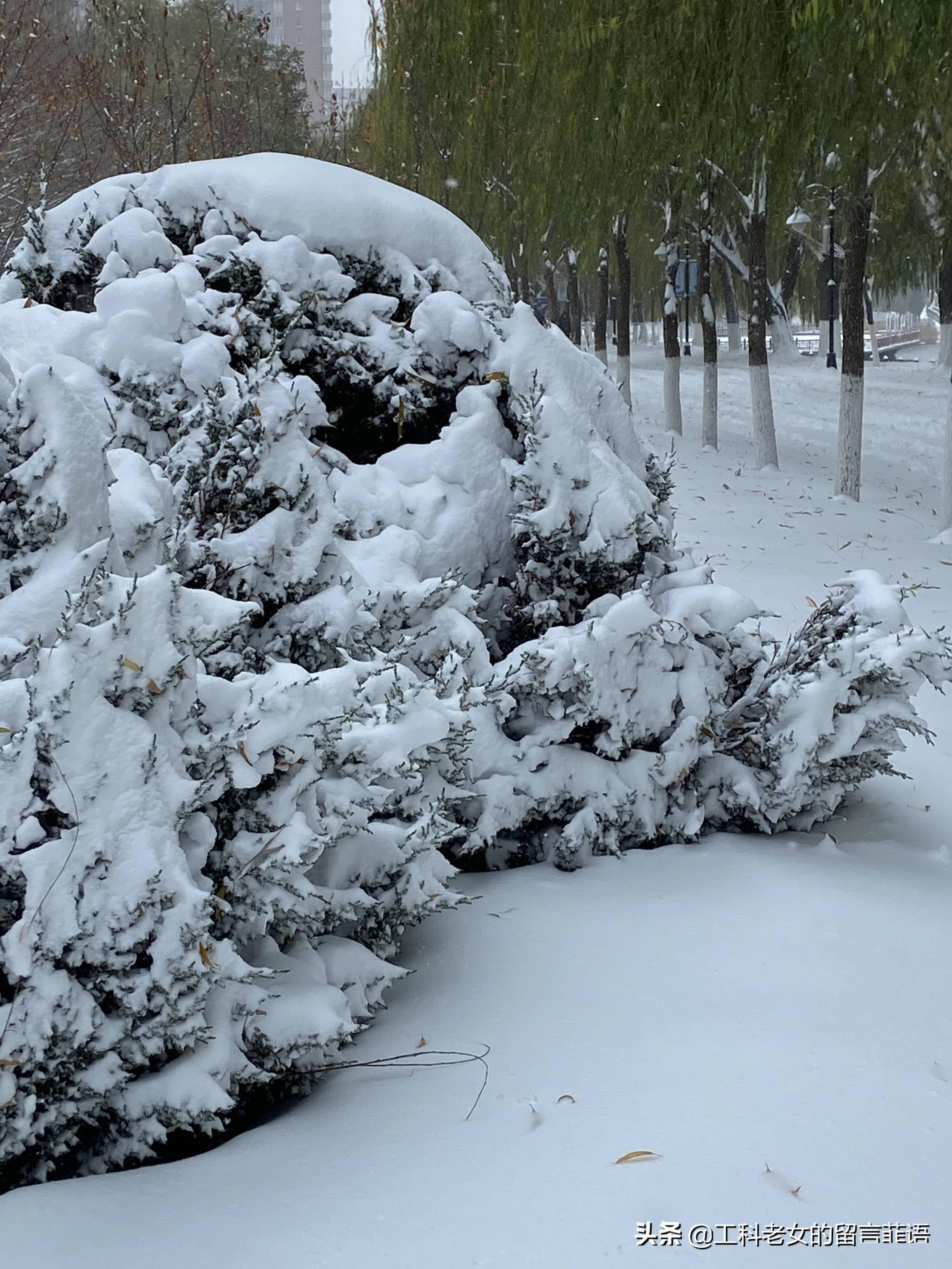 瀋陽:大雪壓青松