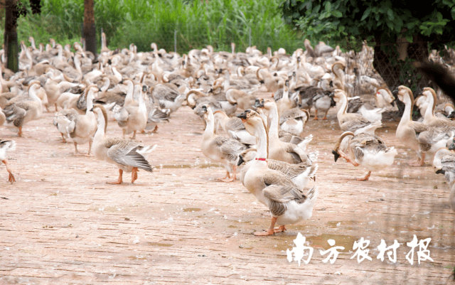 饶平:提纯复壮,重塑品牌,打造"狮头鹅发源地"金色名片