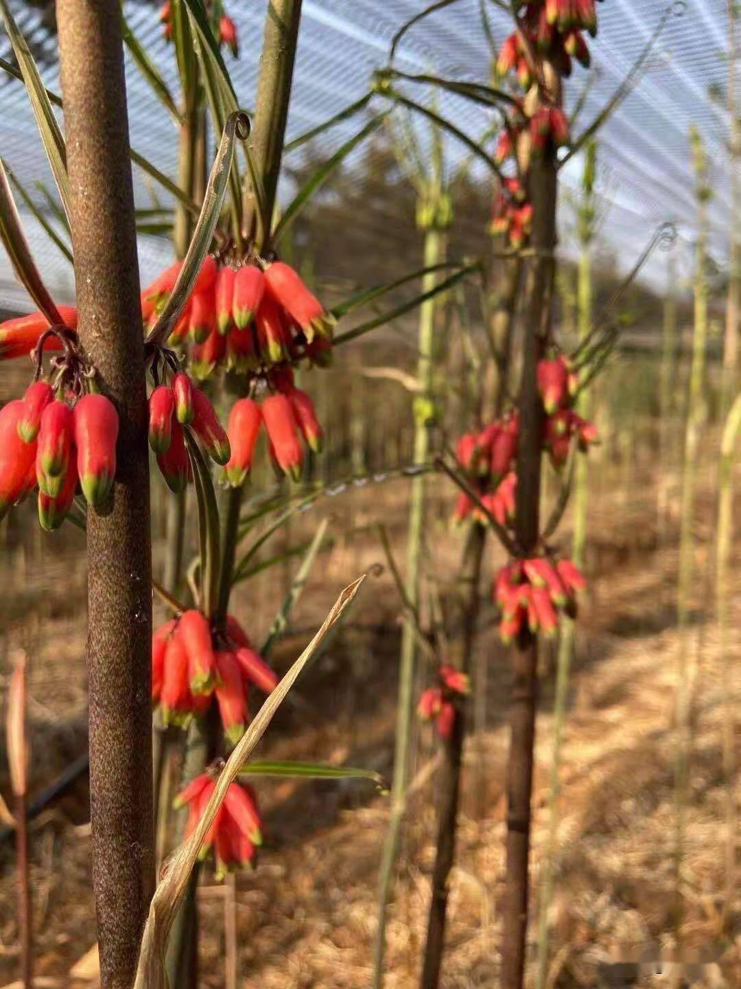 滇黃精種子育苗技術