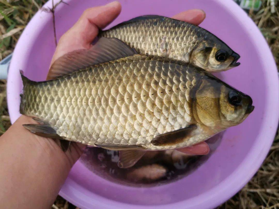 小野塘鲫鱼连杆,4个小时钓了半桶,这个套路真的屡试不爽