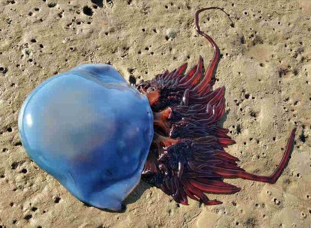 世界上最丑的水母图片