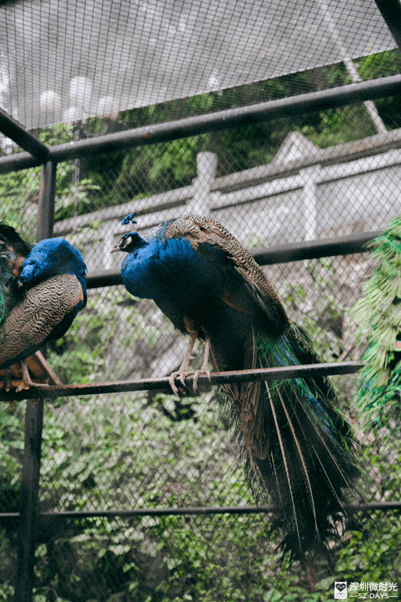 再見了,深圳第一家動物園_東湖公園_趣味_籠舍