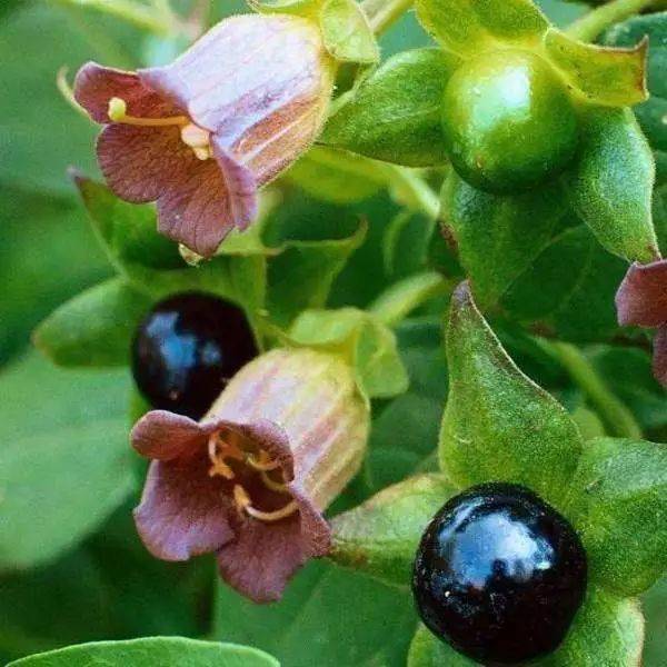 医药故事能降低眼压的毛果芸香碱