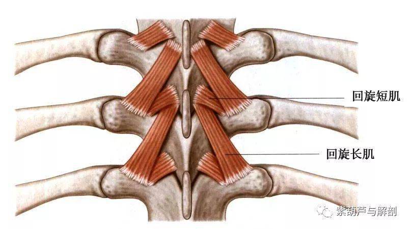 多裂肌:半棘肌:横突棘肌群包括:半棘肌,多裂肌,回旋肌横突棘肌:最长肌