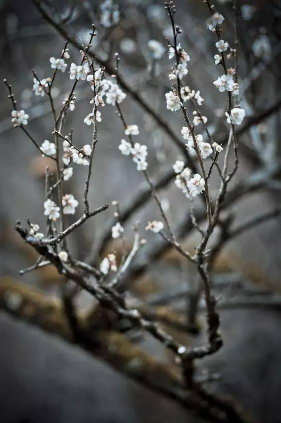 水仙_山茶_梅花