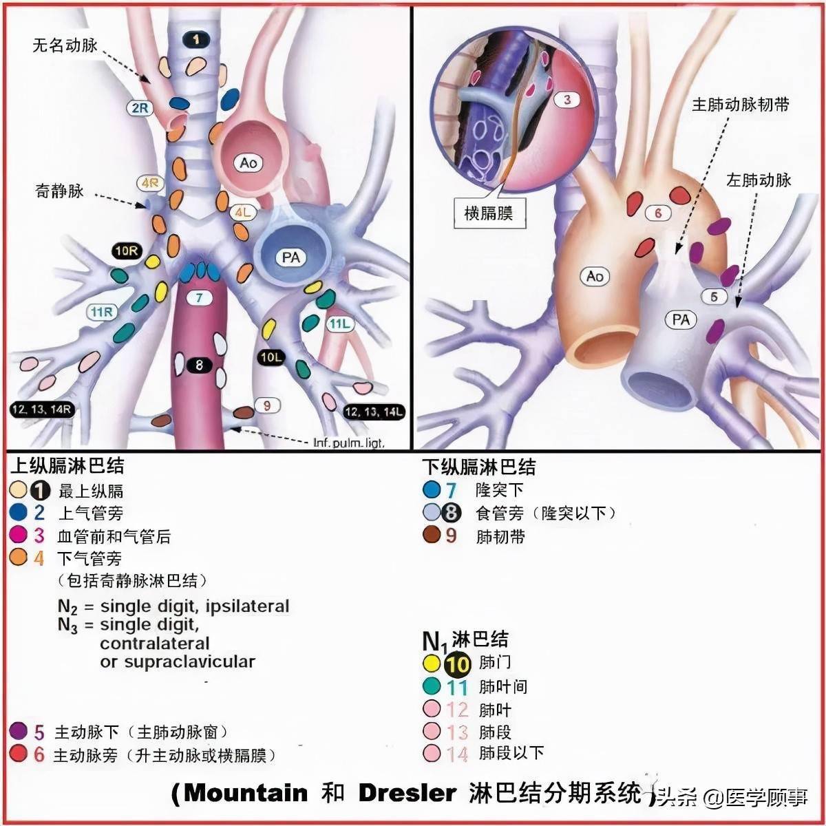 我們習慣於根據淋巴結所在部位與周圍重要器官的解剖關係來稱呼.