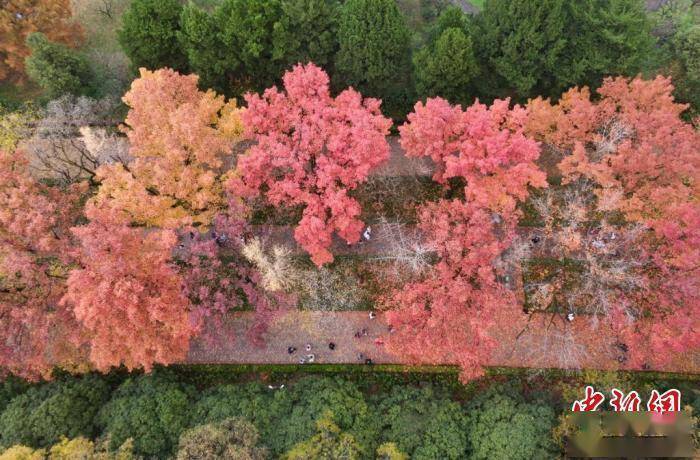 项目|南京紫金山“牵手”玄武湖：山水城林中打造“中心公园”